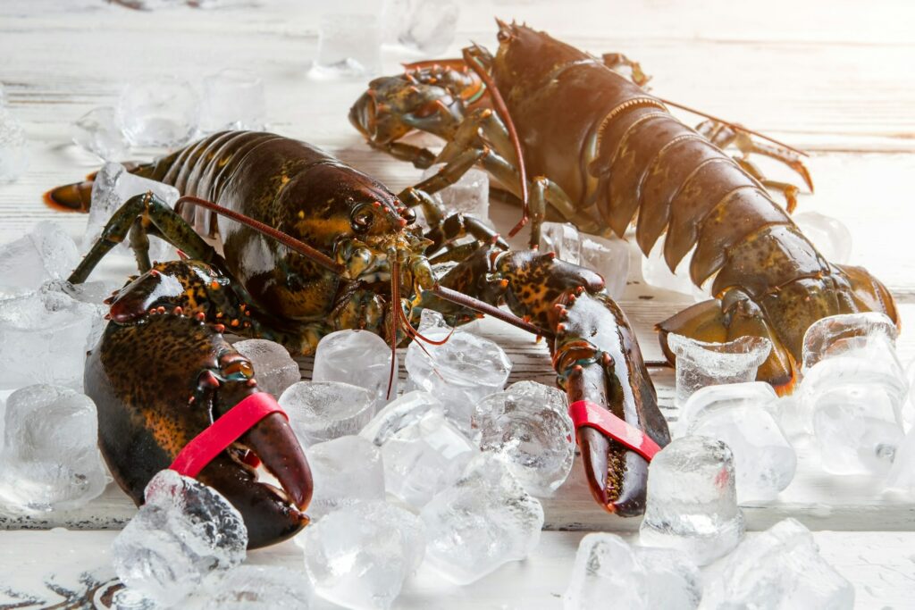 Raw lobsters on ice cubes